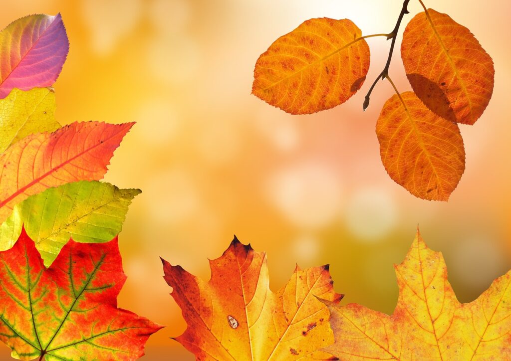 連休に行く秋の旅行で楽しめる紅葉の格安スポットは？
