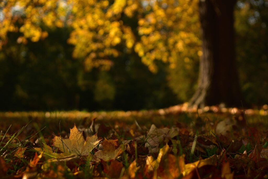 連休に紅葉スポットを無料で見られる場所はどこですか？