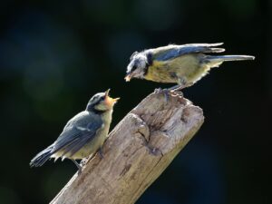 連休に最適な格安航空券の取り方は？